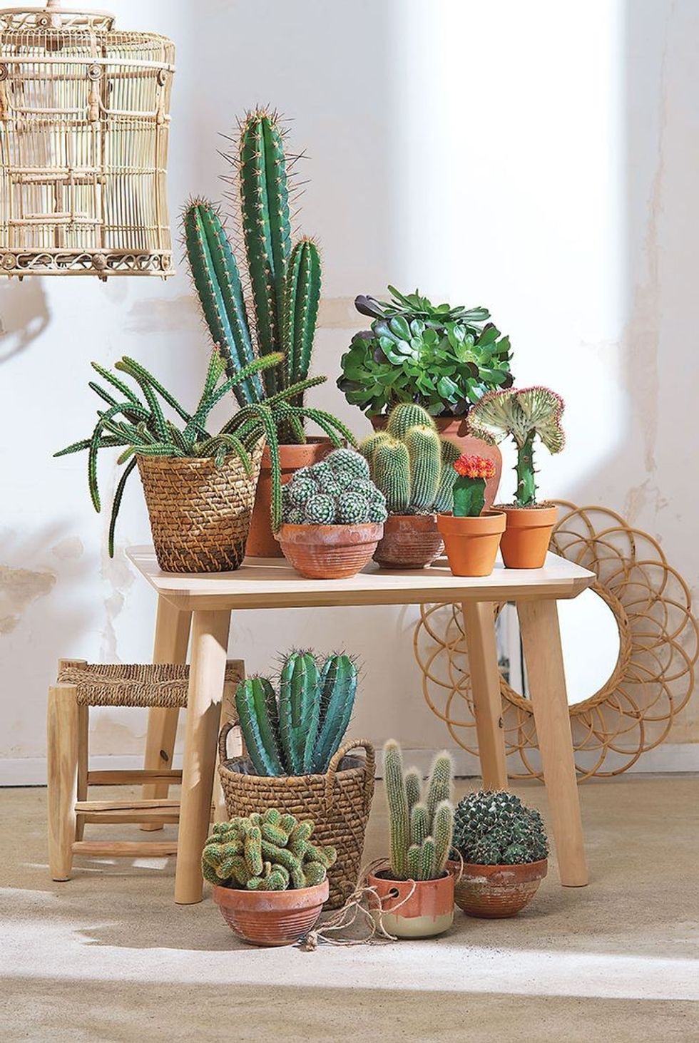 b13f7bf6d383ba356041334526ae5390 cacti and succulents potted plants