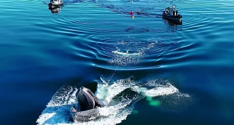 Balena 2 e1666595130452