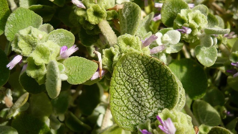 Ballota acetabulosa 1