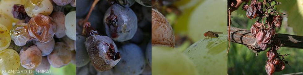 Bandeau Pourriture acide2