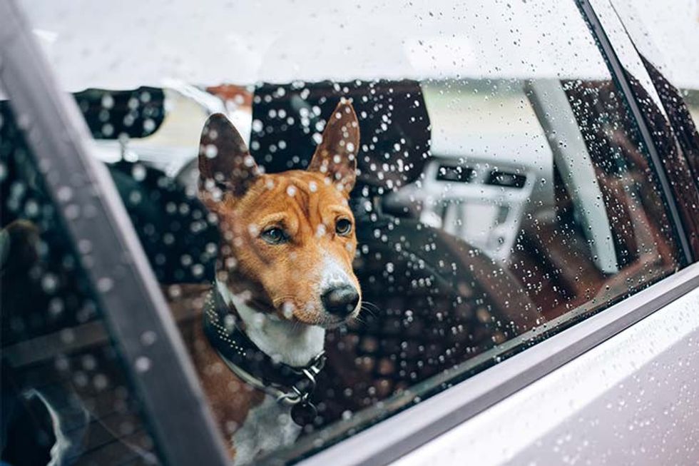 Basenji looking out of a car window in the rain1