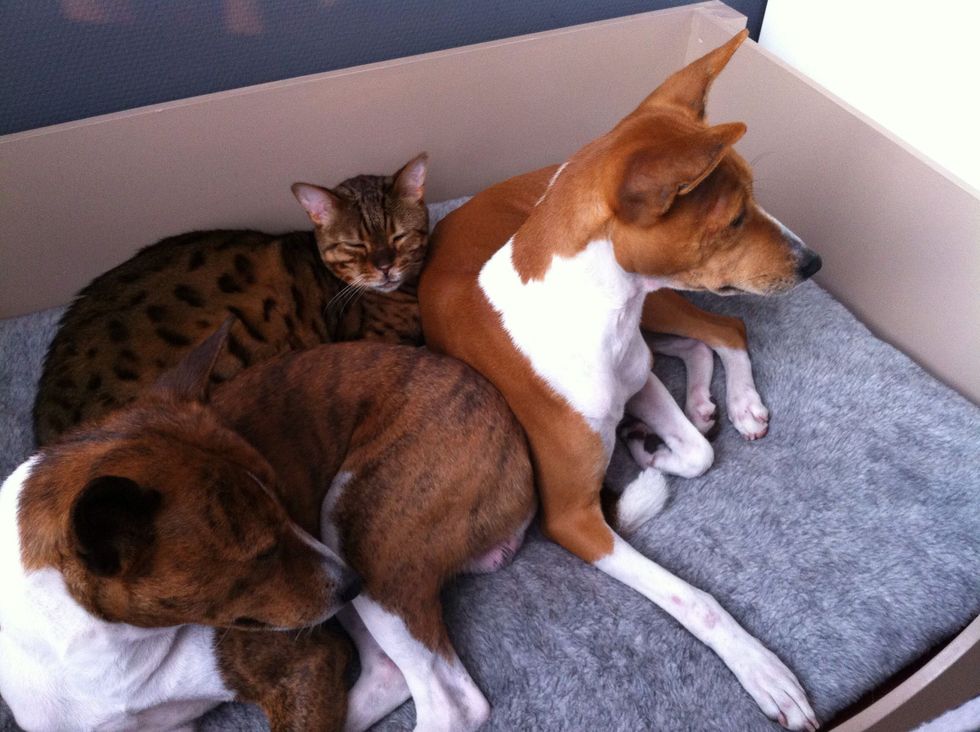basenji scaled