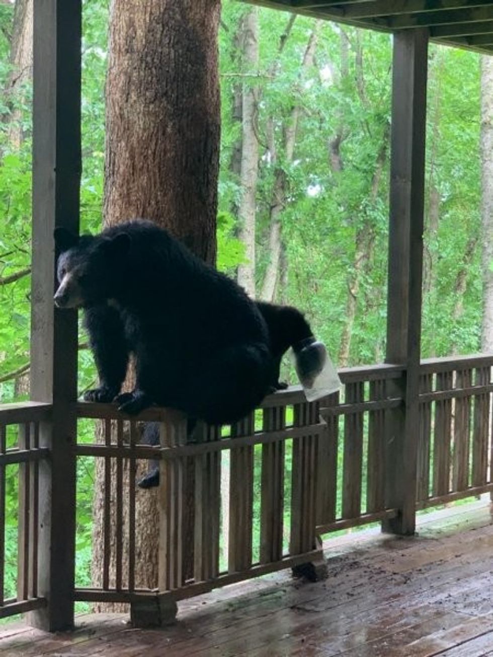 Bear cub rescued from plastic jar in North Carolina 1