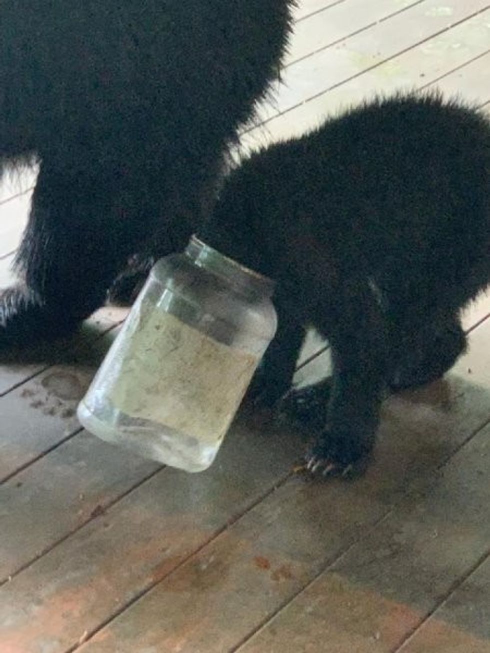 Bear cub rescued from plastic jar in North Carolina 3