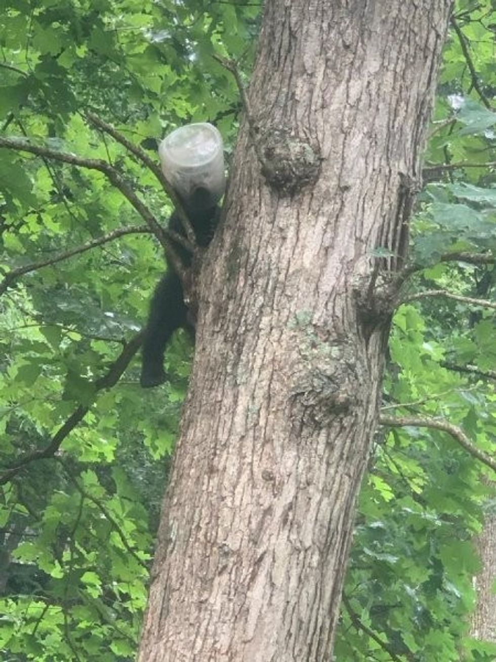 Bear cub rescued from plastic jar in North Carolina