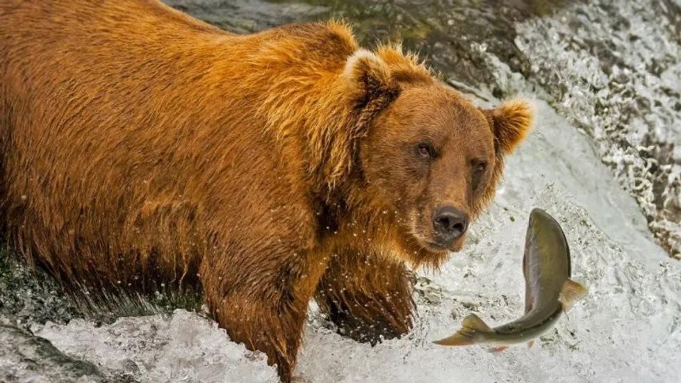 Bear goes salmon fishing in Alaska