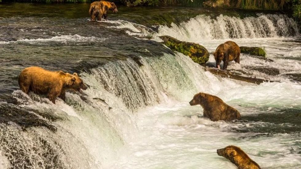 Bear goes salmon fishing in Alaska