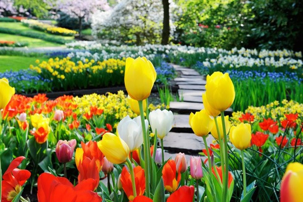 Beautiful garden plants HD picture