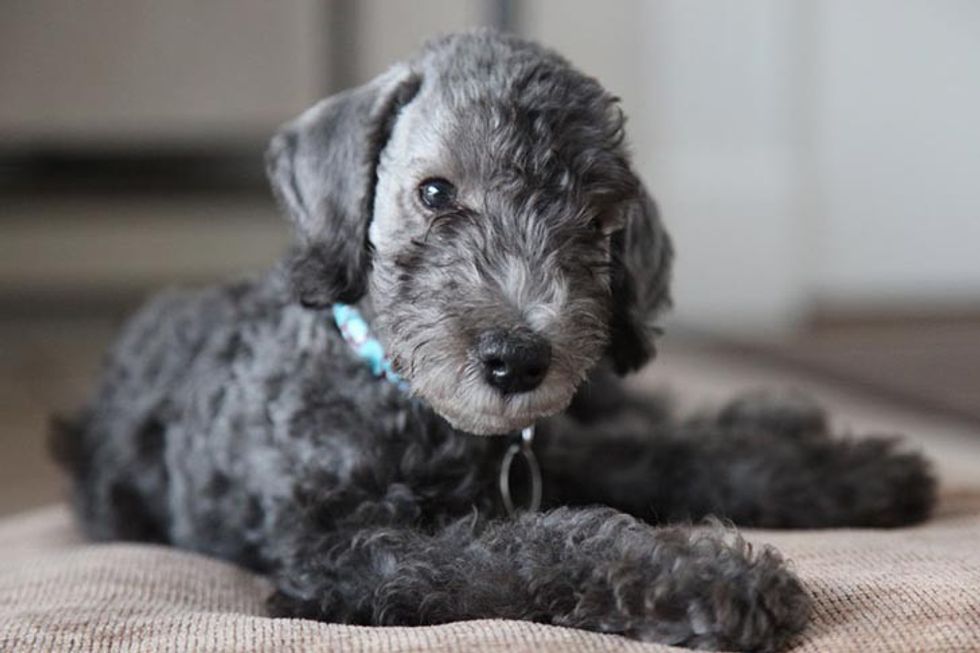 Bedlington Terrier MP