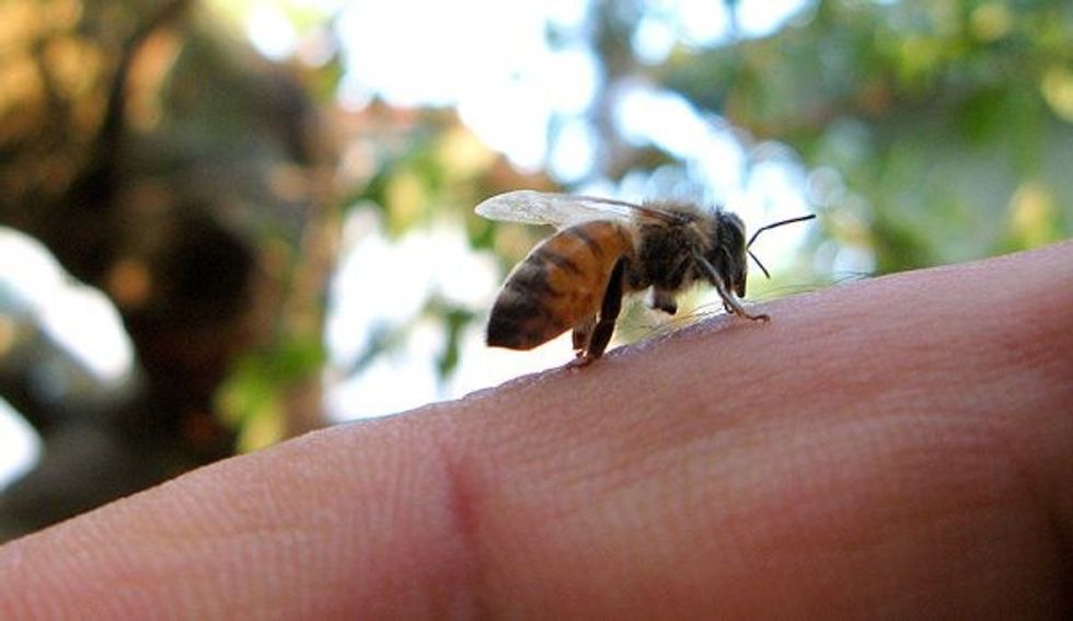 bee sting Matt Battaglia Flickr 1