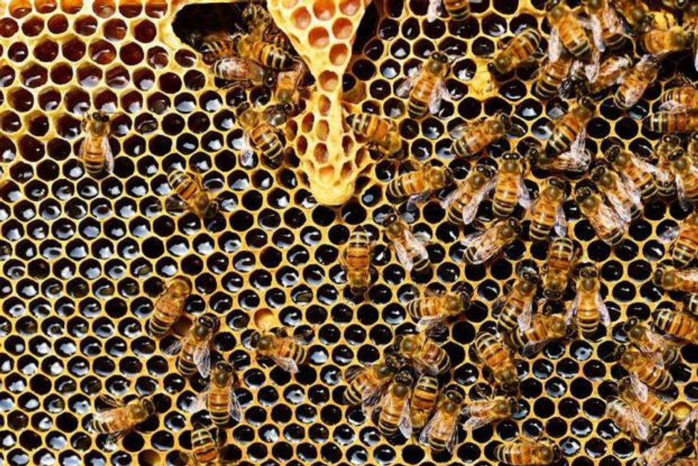 beehive 337695 1920 1