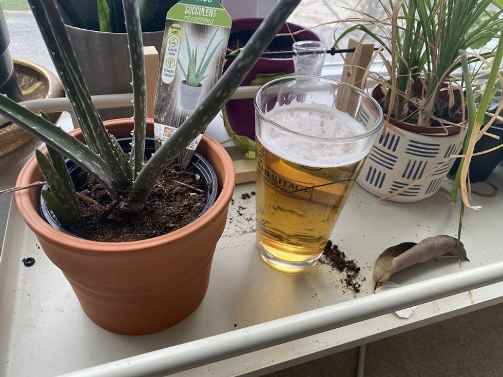 beer contains alcohol