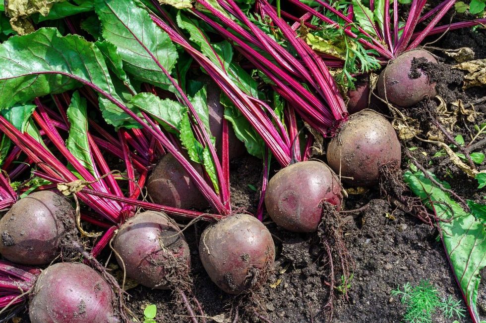 beetroot 5487379
