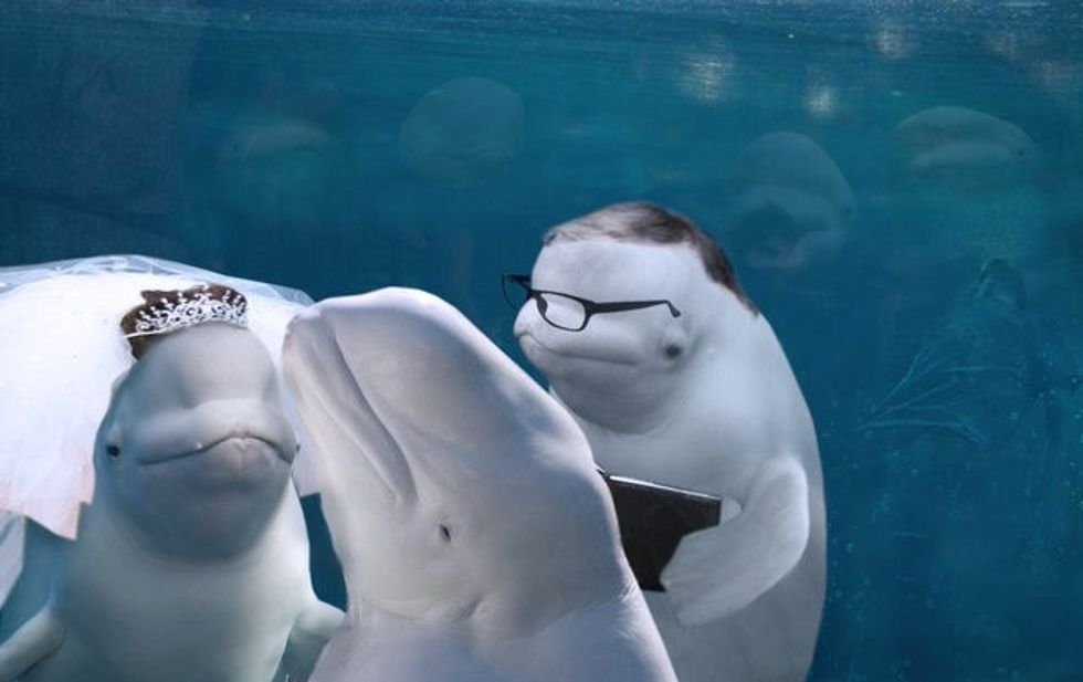 Befasohen gjatë momentit të kurorëzimit shfrytezuesit e internetit e perdorin per mahi foto 6