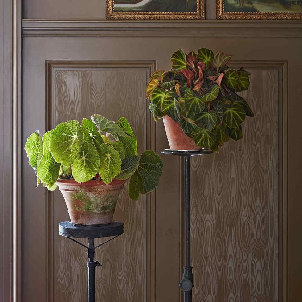 begonia paulensis soli mutata home 103005786 sq