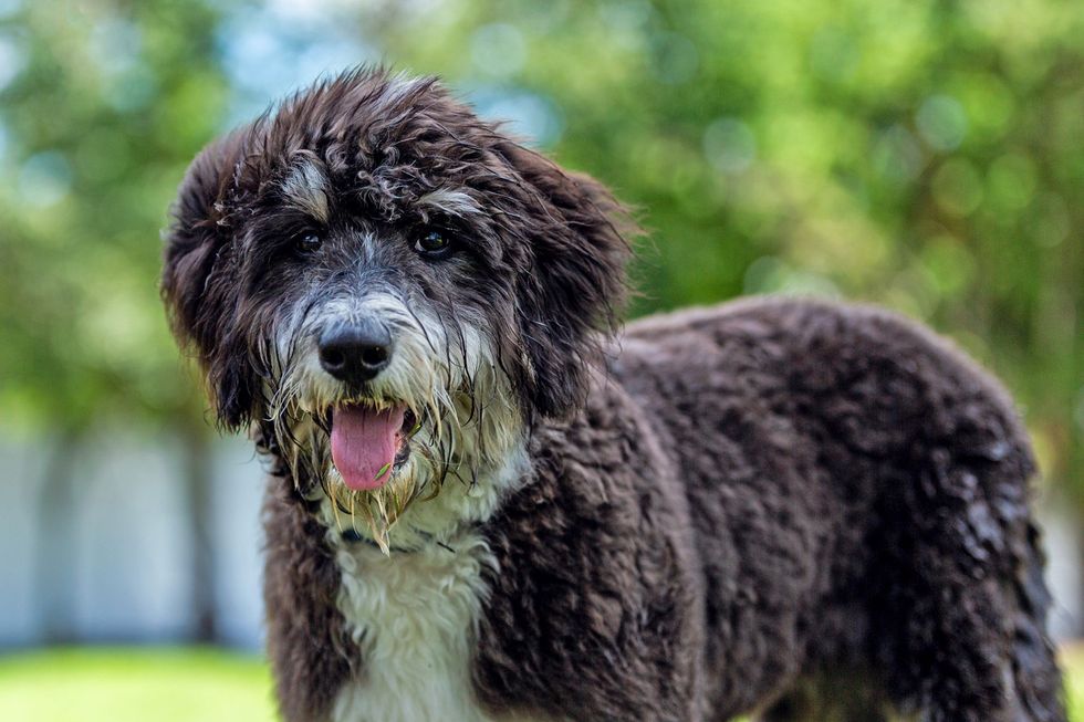 Bernedoodle