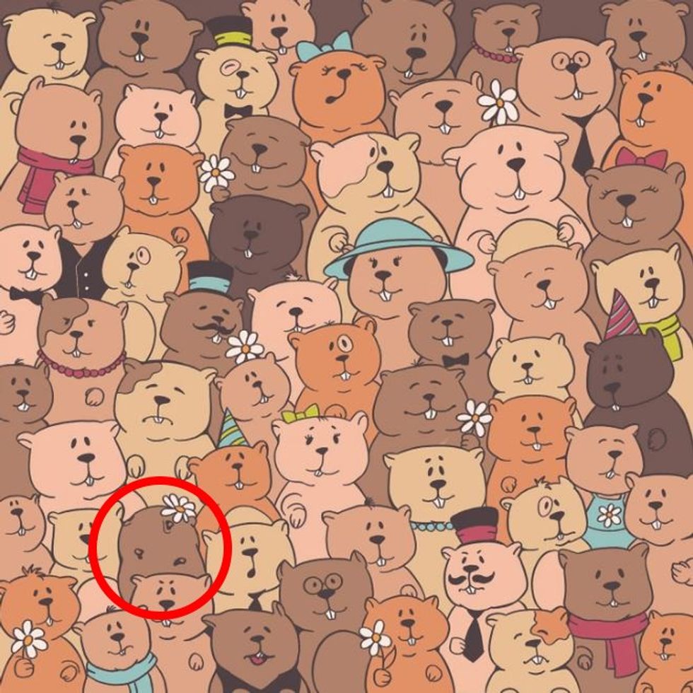 best bear none eyes hawk 816203816