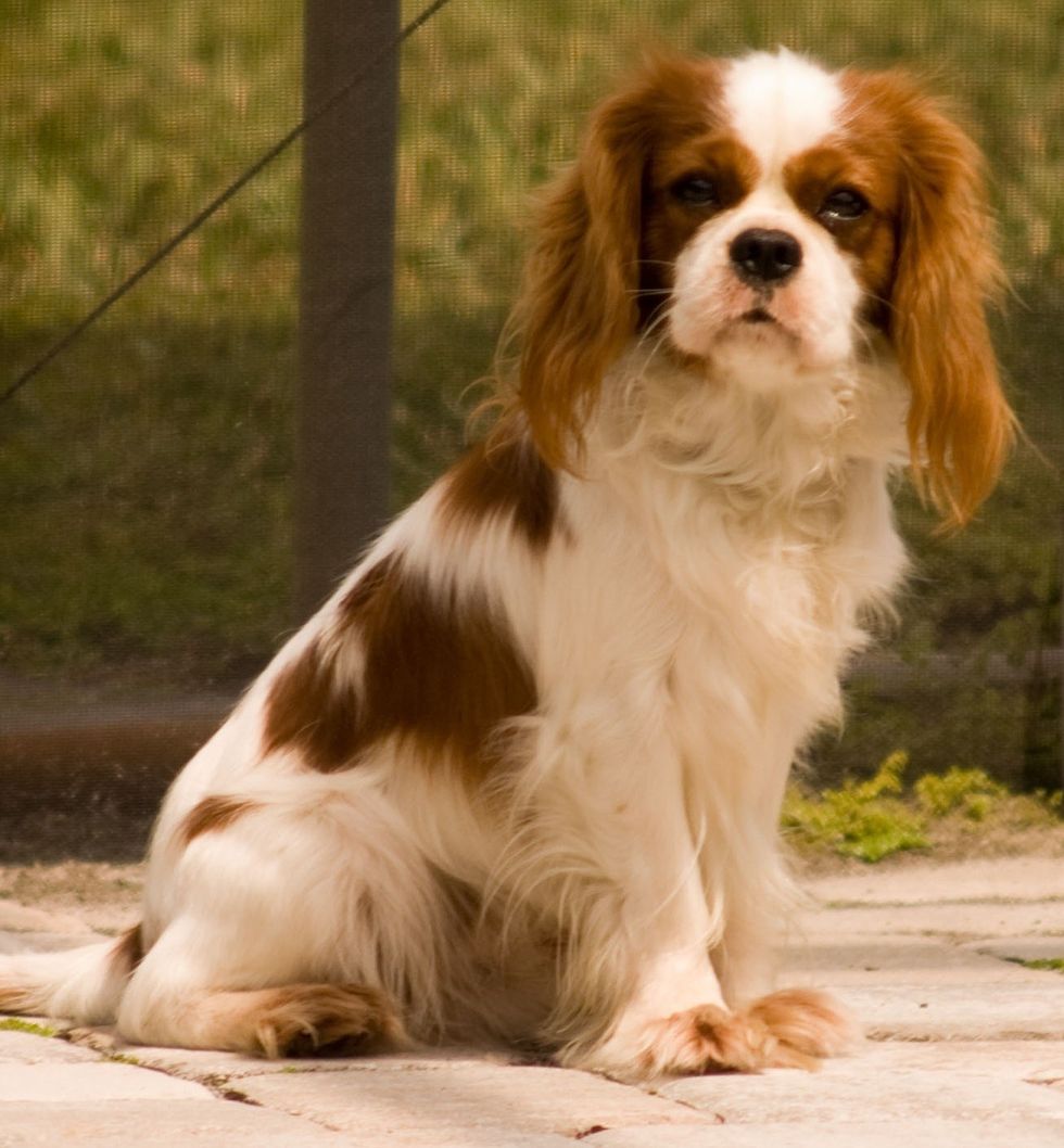 Best Dog Bed for Cavalier King Charles