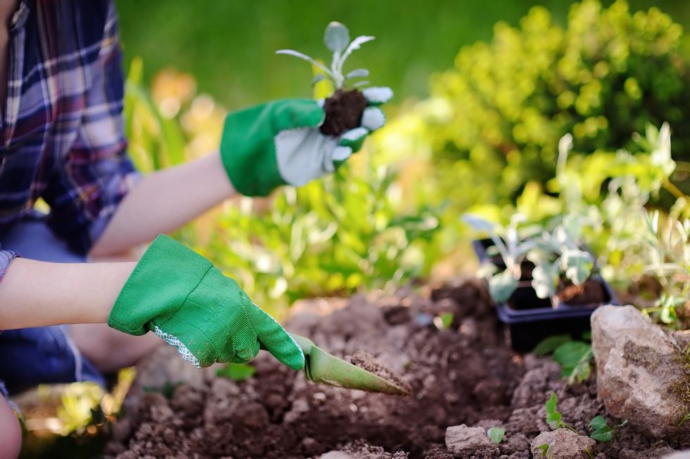 bigstock woman planting seedlings in be 192237985