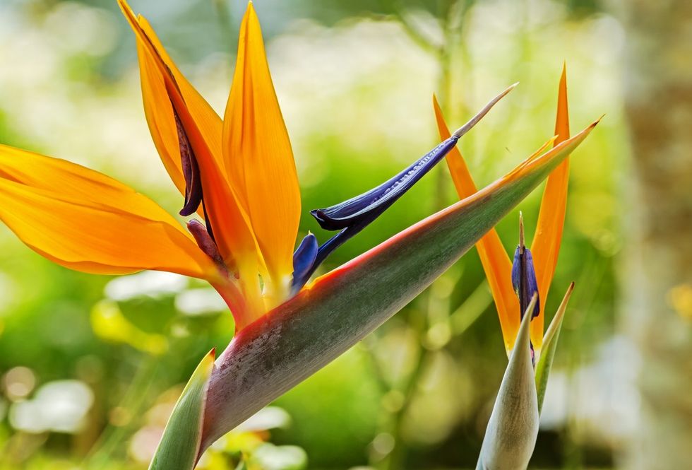 bird of paradise