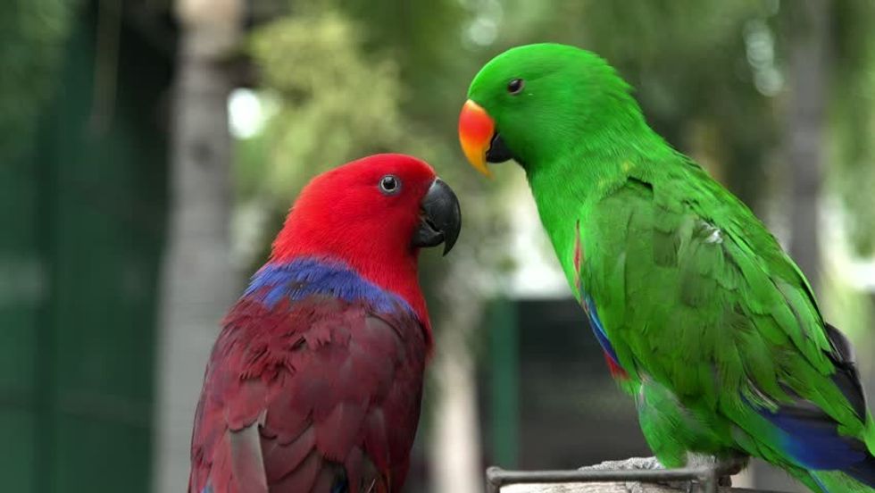 birds branches parrots a couple lovebird hd wallpaper preview