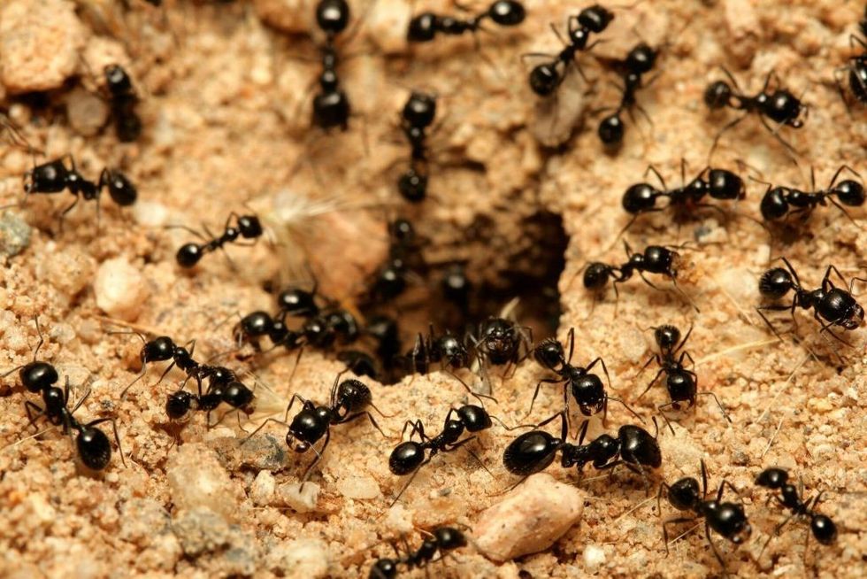 black ants 1