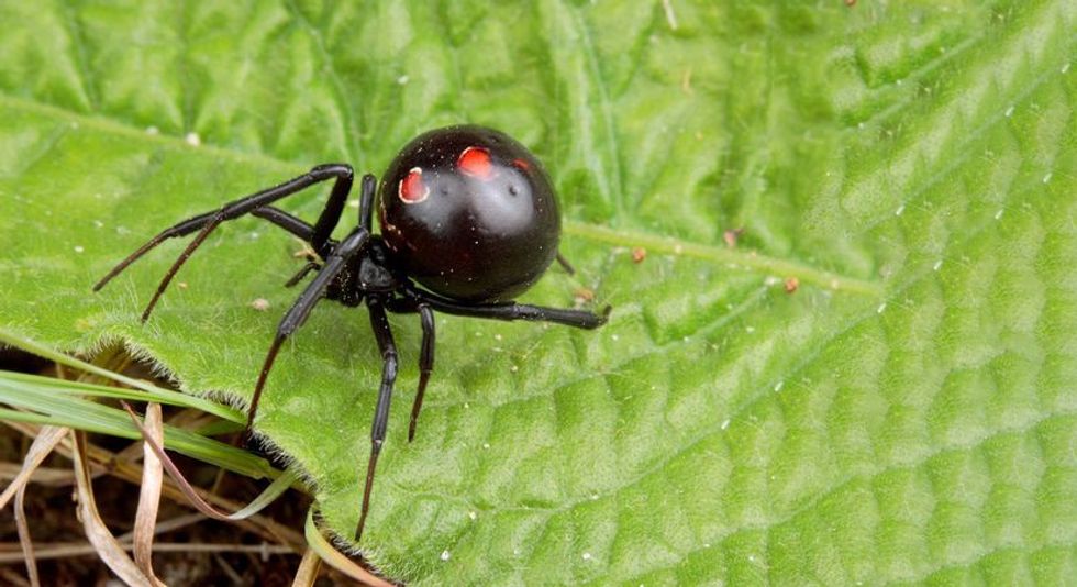 black widow spid