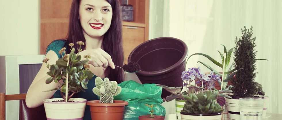 blog-039-indoor-plants