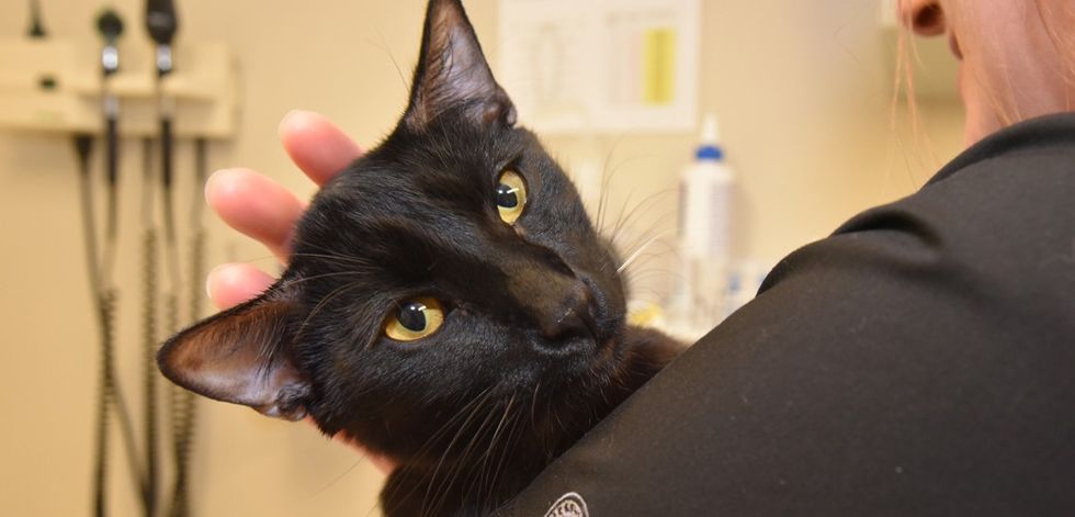 blog aah chimi 121817 main