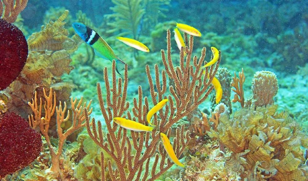 bluehead wrasse cropped