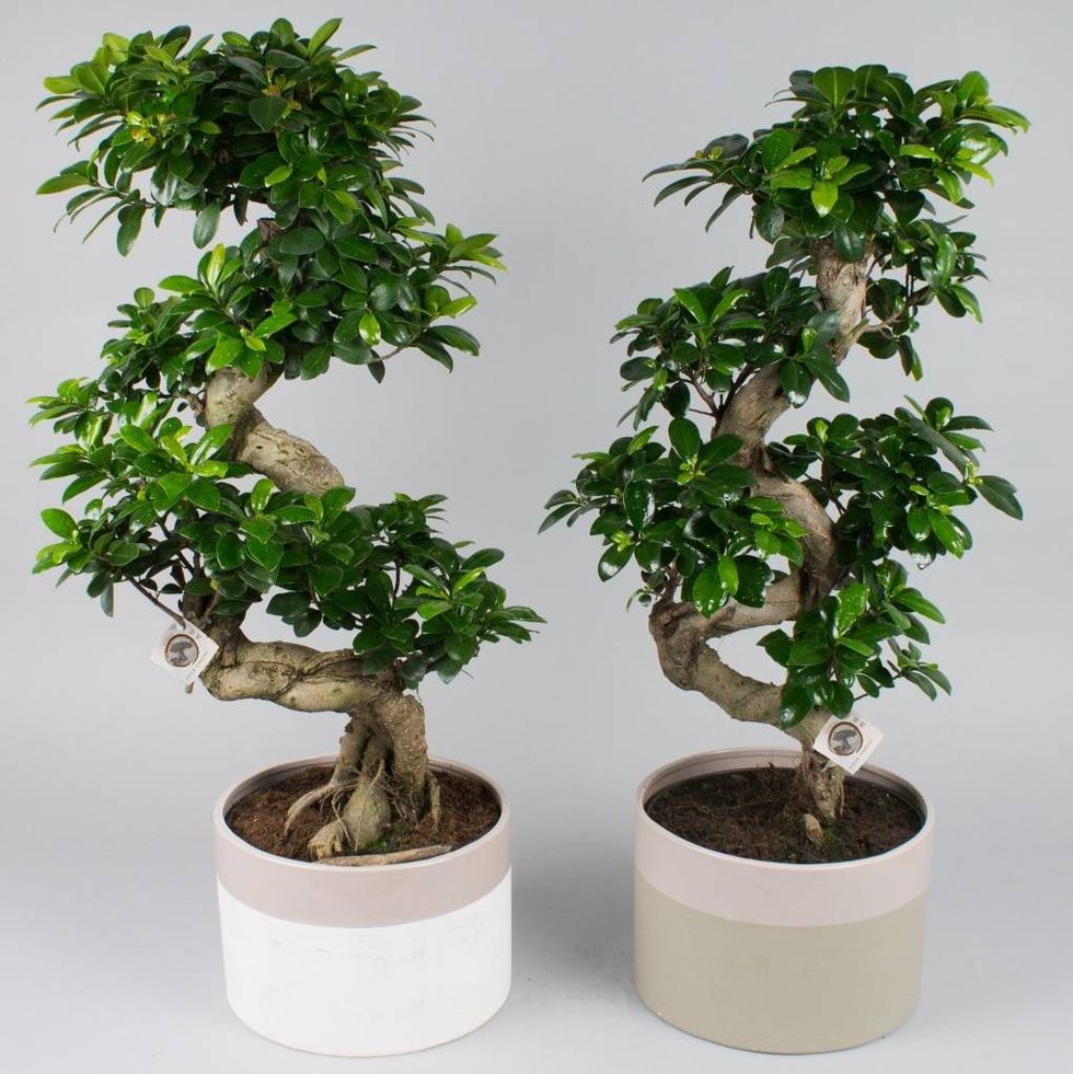 Bonsai Ginseng 1