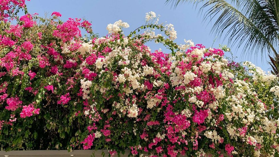 bougainvillea vines for mediterranean flavor 2132877 07 c1b8446dc5c14ca3b01ee2fdfe782fda scaled