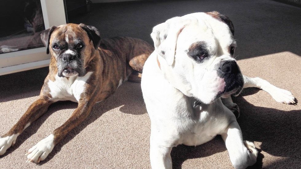 boxer dog adventures