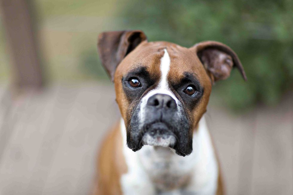 boxer dog portrait 463043655 5ab57cdd04d1cf00363ead5e