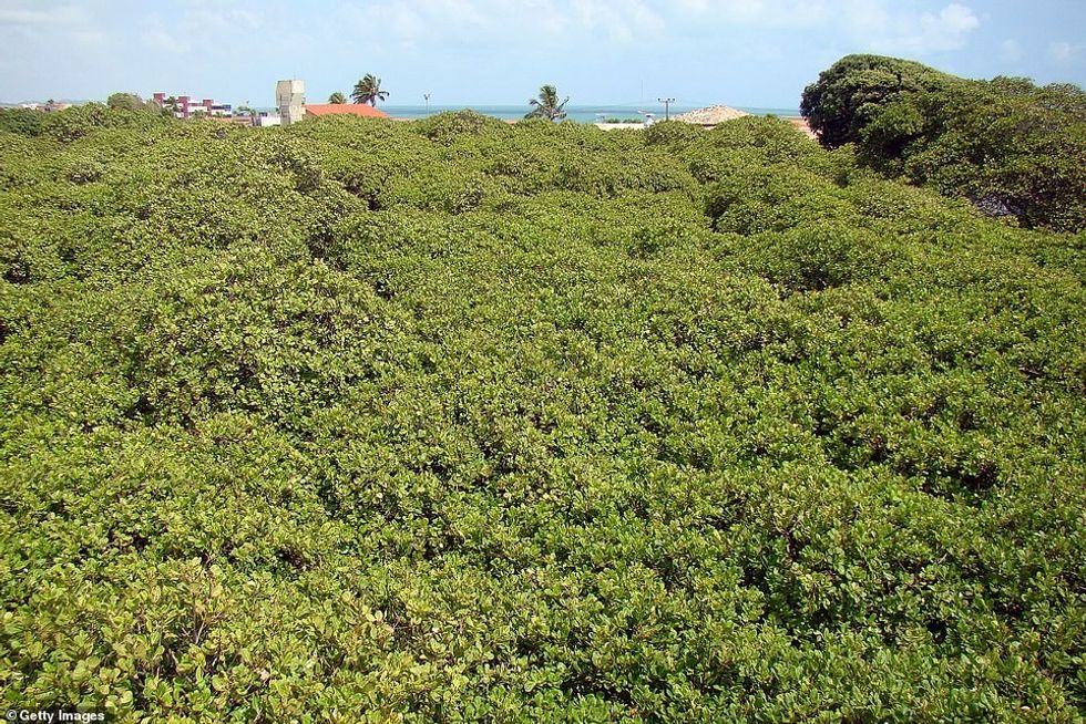 Branching out: A cashew tree in Brazil has grown to cover a staggering two acres (8,500 square metres/91,500 square feet)