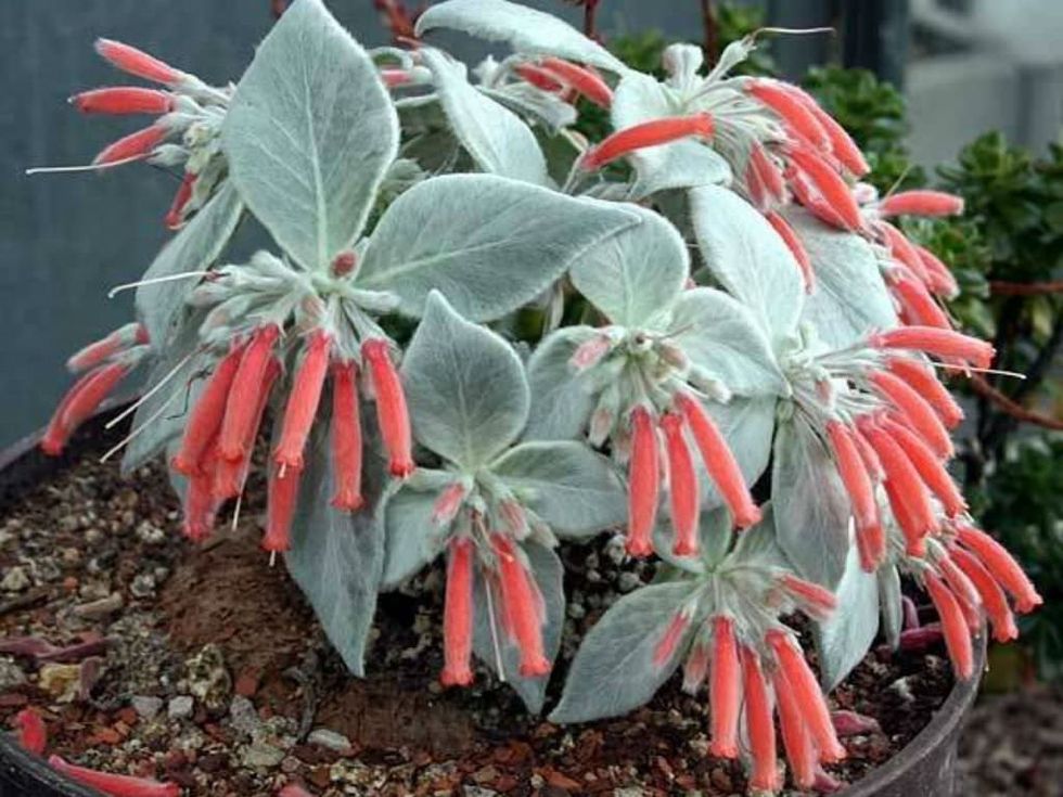 Brazilian Edelweiss