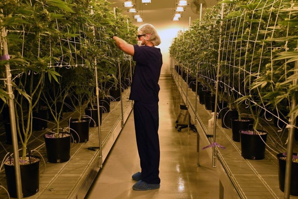 Brenda qendrës masive ku kultivohet marihuana ne menyre legale foto 2