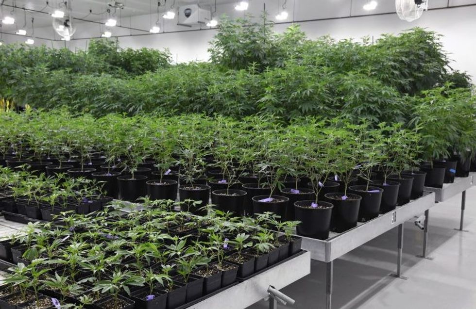 Brenda qendrës masive ku kultivohet marihuana ne menyre legale foto 3