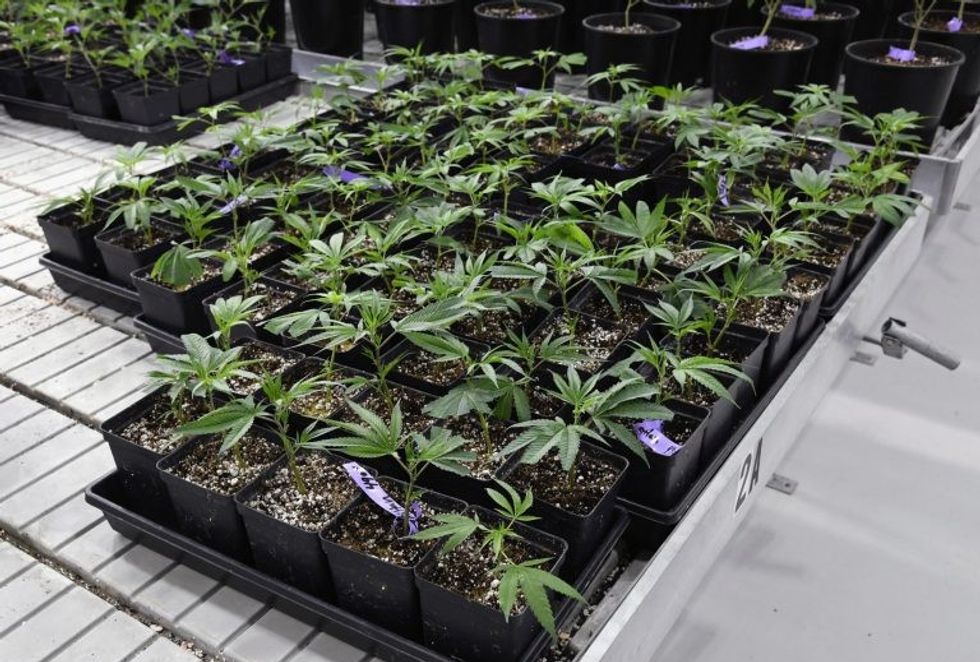 Brenda qendrës masive ku kultivohet marihuana ne menyre legale foto 6