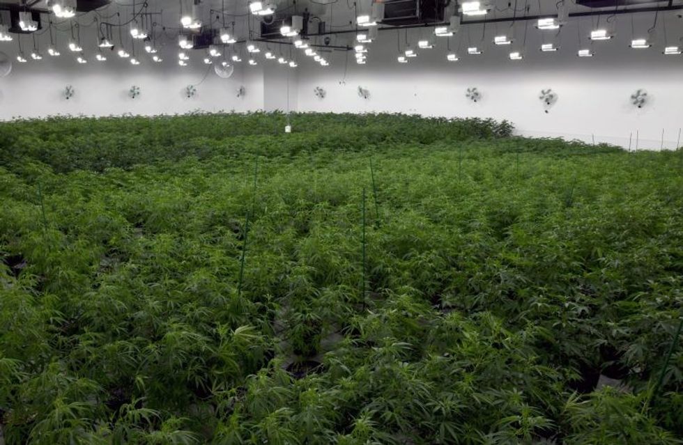 Brenda qendrës masive ku kultivohet marihuana ne menyre legale foto 7