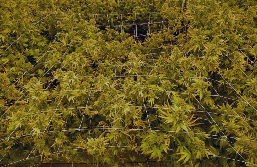 Brenda qendrës masive ku kultivohet marihuana ne menyre legale foto 8