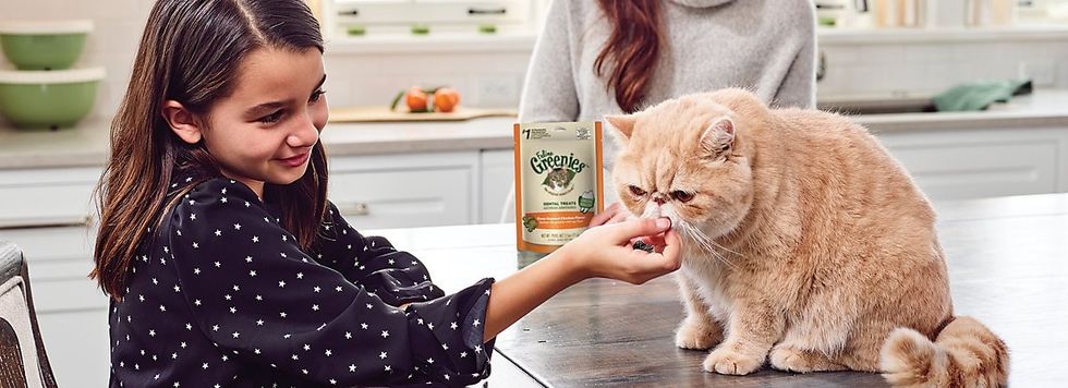 BRHERO GREENIES Cat 20180306