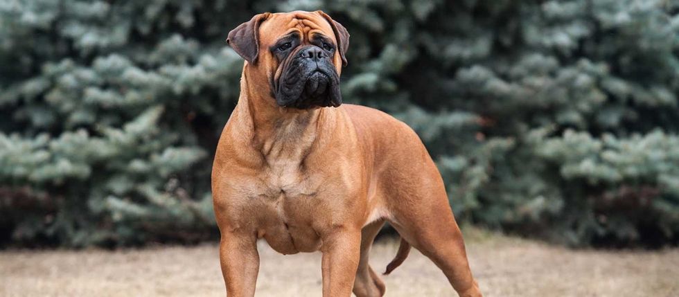 Bullmastiff 1
