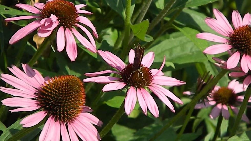 c2d62dd0-219b-0133-090a-0e76e5725d9d