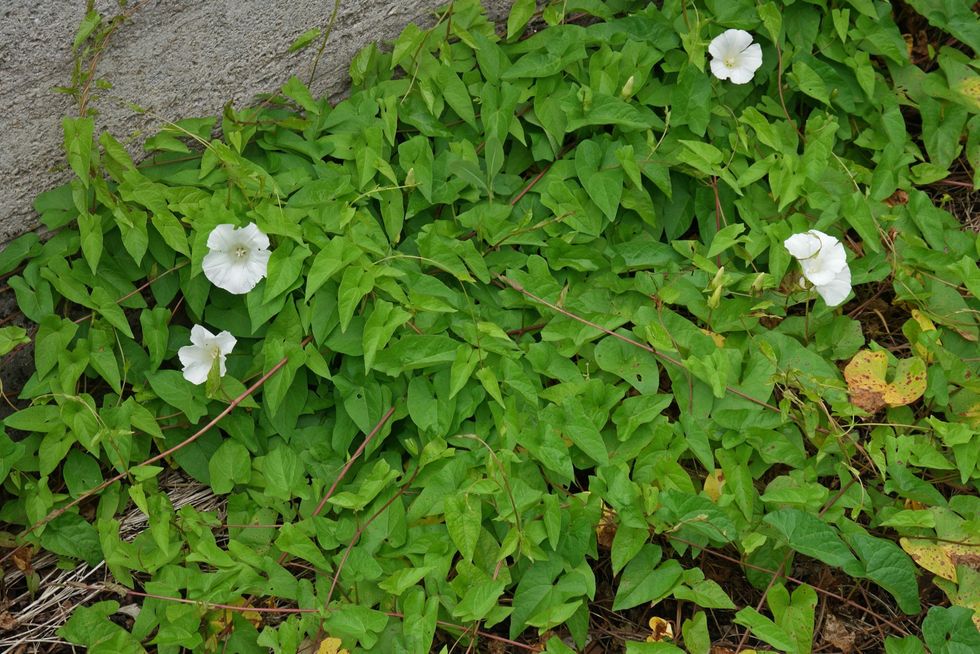 Calystegia sepium 3
