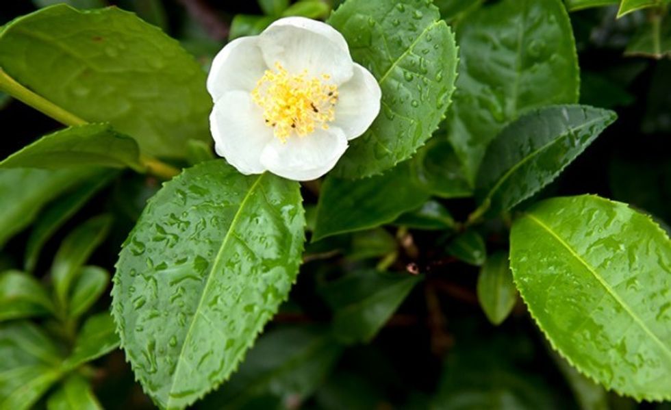 camellia