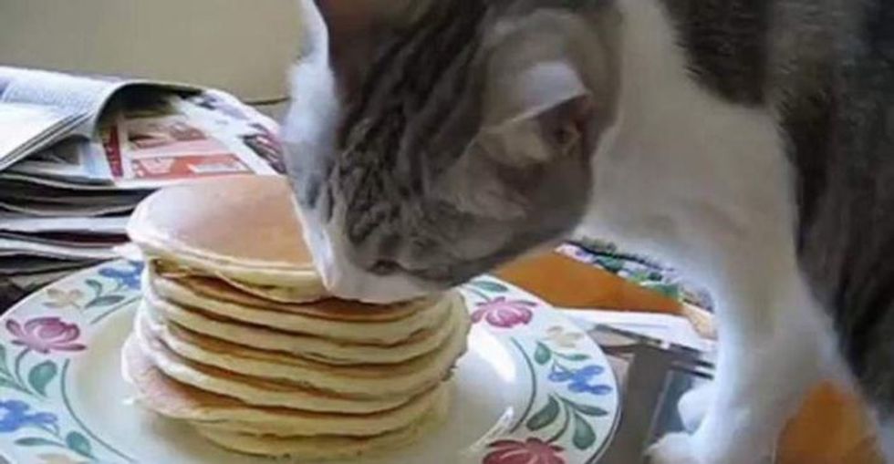 Can cats eat pancakes e1590737683196