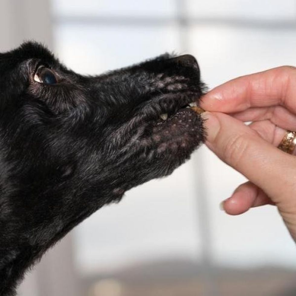 can dogs eat almonds nut tolerance in canines 3195 600 square