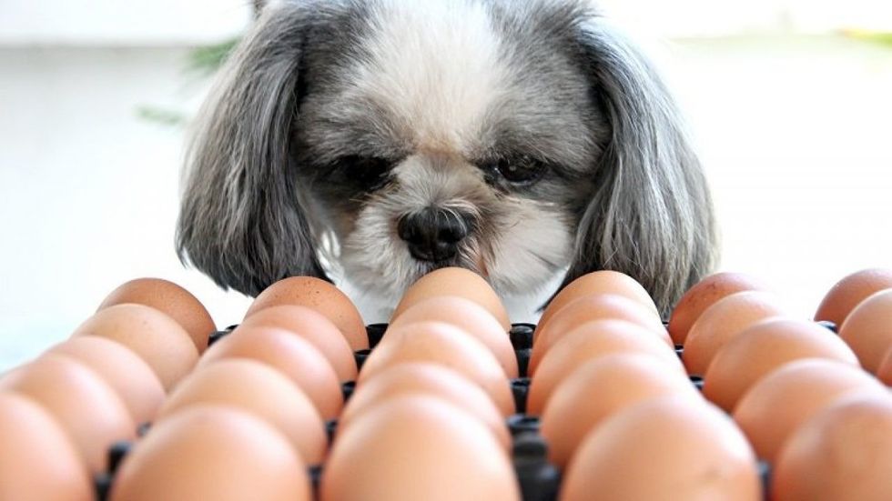 can dogs eat eggs 1 1