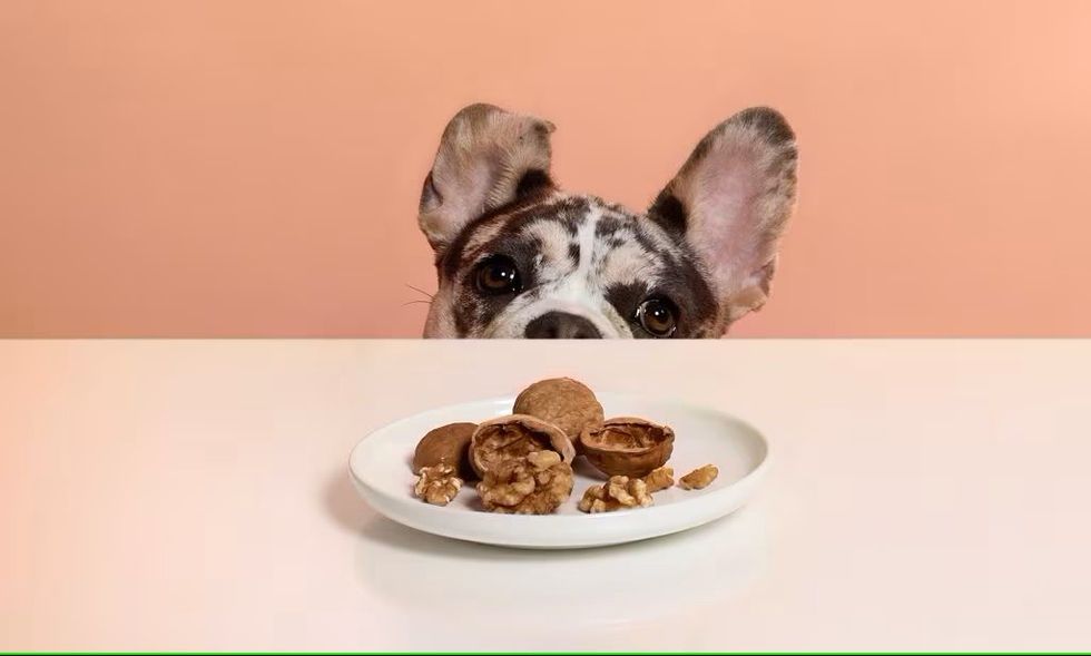 can dogs eat walnuts 1